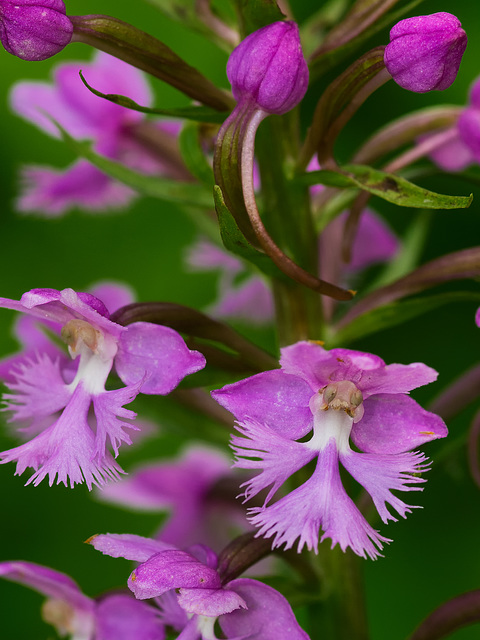 Platanthera psycodes (Small purple fringed orchid)