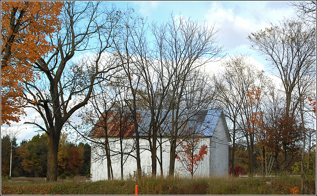 Fall foliage