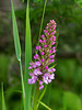 Platanthera psycodes (Small purple fringed orchid)