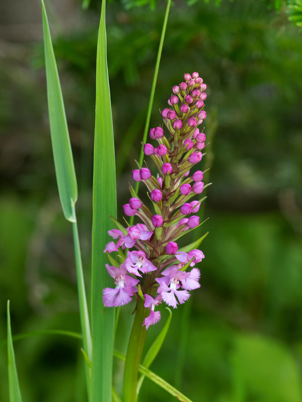 Platanthera psycodes (Small purple fringed orchid)