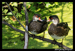 Canard branchu ( jeune de l'année ) Canard branchu ( jeune de l'année )