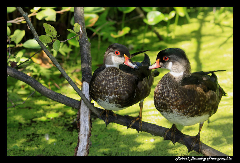 Canard branchu ( jeune de l'année )