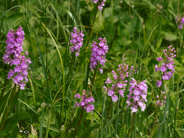 Platanthera psycodes (Small purple fringed orchid)