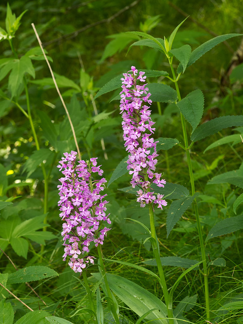 Platanthera psycodes (Small purple fringed orchid)