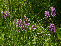 Platanthera psycodes (Small purple fringed orchid)