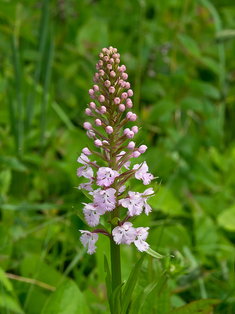 Platanthera psycodes (Small purple fringed orchid) -- pink form