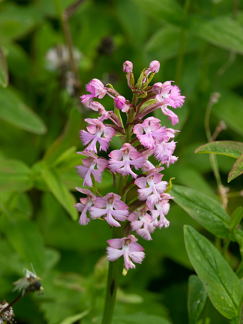 Platanthera psycodes (Small purple fringed orchid) -- pink form