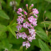 Platanthera psycodes (Small purple fringed orchid) -- pink form