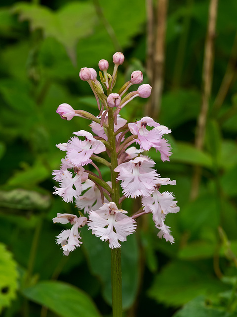 Platanthera psycodes (Small purple fringed orchid) -- pink form