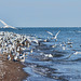 digruntled herring gulls