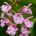 Platanthera psycodes (Small purple fringed orchid) -- pink form