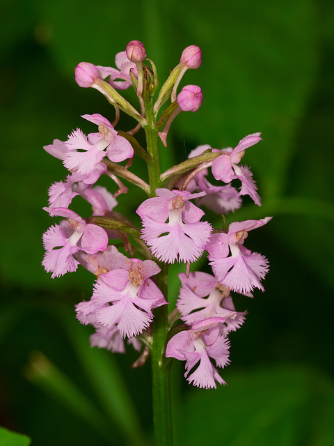 Platanthera psycodes (Small purple fringed orchid) -- pink form