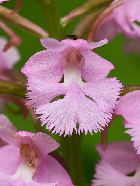 Platanthera psycodes (Small purple fringed orchid) -- pink form