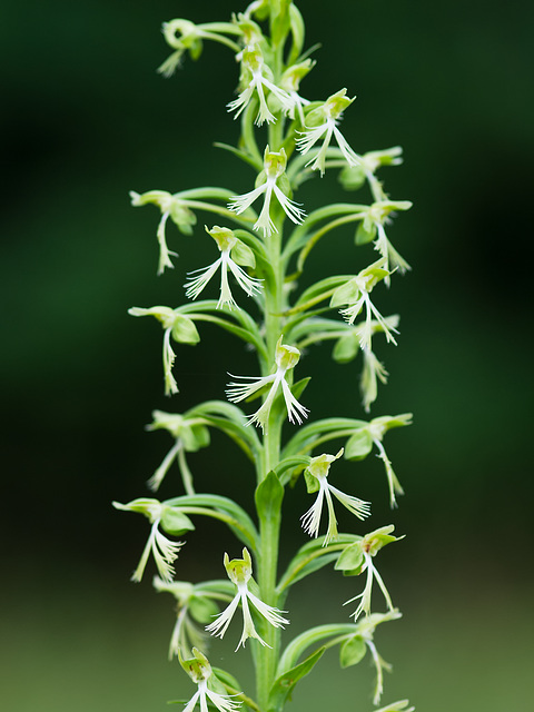 Platanthera lacera (Green fringed orchid)