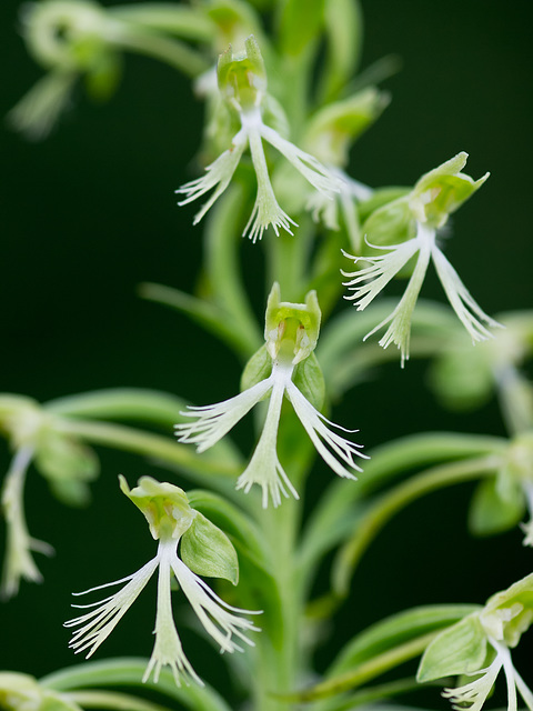 Platanthera lacera (Green fringed orchid)