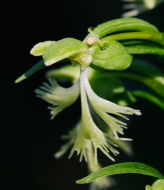 Platanthera lacera (Green fringed orchid)