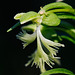 Platanthera lacera (Green fringed orchid)