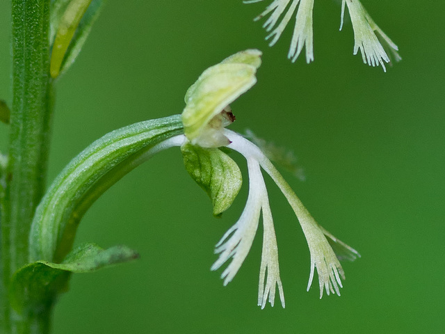 Platanthera lacera (Green fringed orchid)
