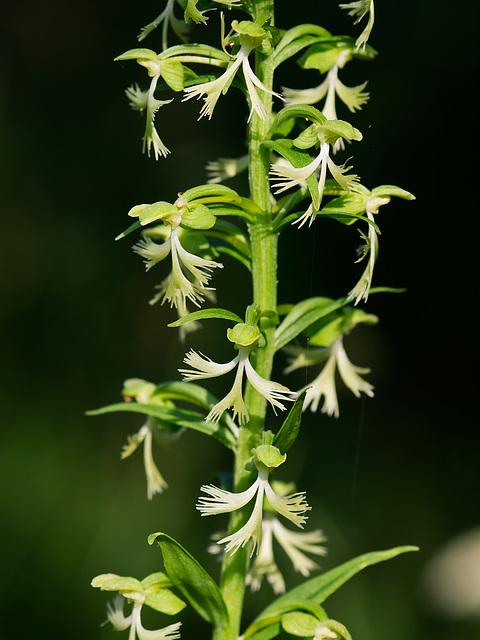 Platanthera lacera (Green fringed orchid)