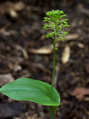 Malaxix unifolia (Green adder's-mouth orchid)