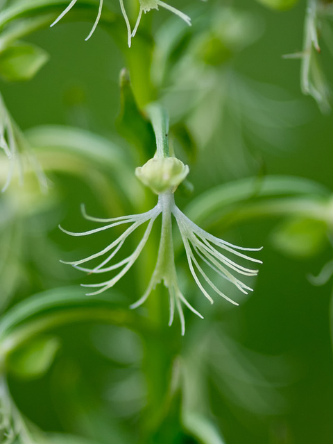 Platanthera lacera (Green fringed orchid)