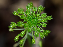 Malaxix unifolia (Green adder's-mouth orchid)