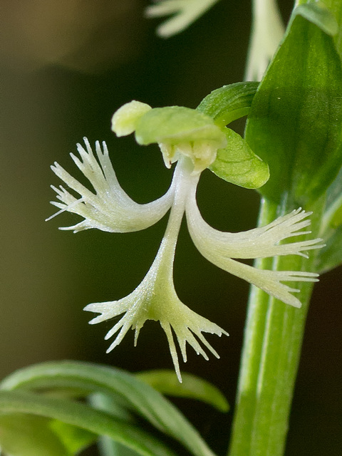 Platanthera lacera (Green fringed orchid)