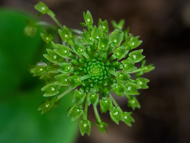 Malaxix unifolia (Green adder's-mouth orchid)