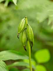 Aplectrum hyemale (Puttyroot orchid) seed capsules