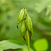 Aplectrum hyemale (Puttyroot orchid) seed capsules