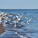 digruntled herring gulls #2