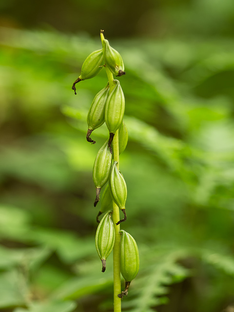 Aplectrum hyemale (Puttyroot orchid) seed capsules