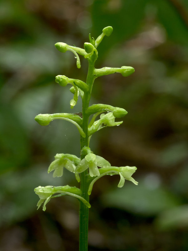 Gymnadeniopsis (Platanthera) clavellata (Little Green Woodland orchid; Club-spur orchid)