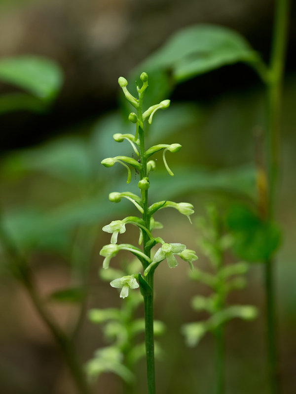 Gymnadeniopsis (Platanthera) clavellata (Little Green Woodland orchid; Club-spur orchid)