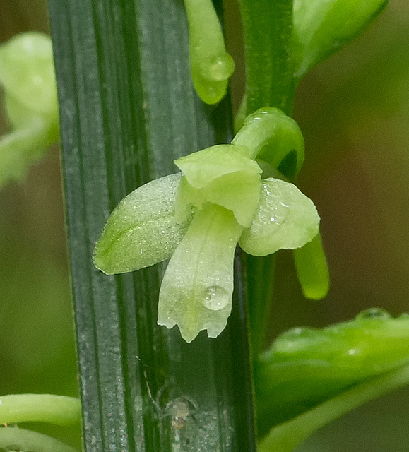 Gymnadeniopsis (Platanthera) clavellata (Little Green Woodland orchid; Club-spur orchid)