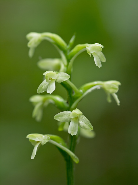 Gymnadeniopsis (Platanthera) clavellata (Little Green Woodland orchid; Club-spur orchid)