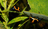 swamp mikweed leaf beetle Labidomera clivicollis-aug 2013DSC 6335