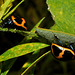 swamp mikweed leaf beetle Labidomera clivicollis-aug 2013DSC 6335