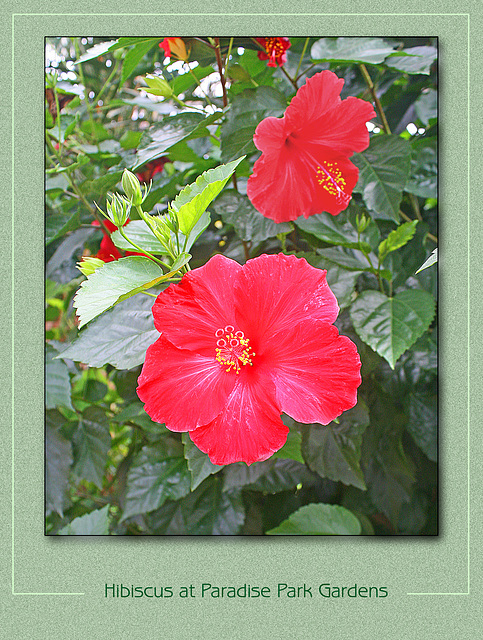 Hibiscus at Paradise Park Gardens - 30.7.2010