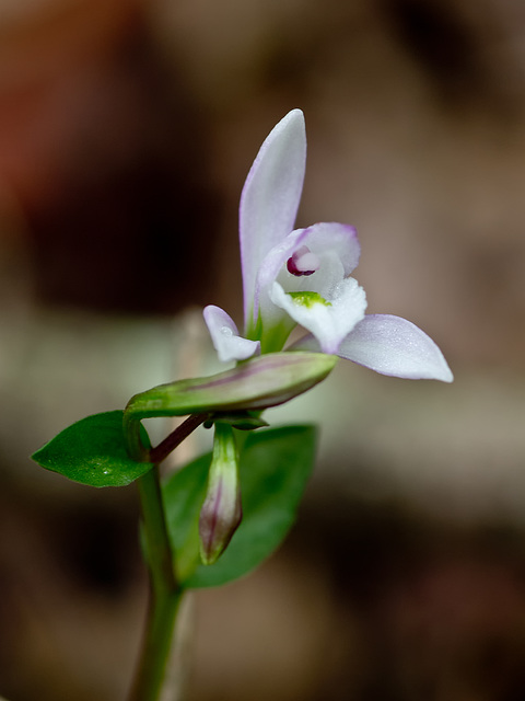 Triphora trianthophora (Three-birds orchid)