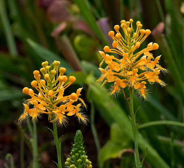 Platanthera ciliaris (Yellow fringed orchid)  in the front yard bog garden