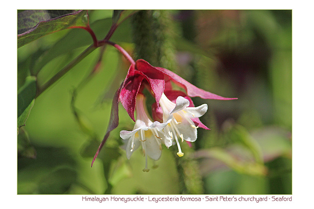 Himalayan Honeysuckle - East Blatchington - Sussex - 9.6.2011