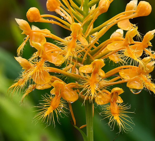 Platanthera ciliaris (Yellow fringed orchid)  in the front yard bog garden