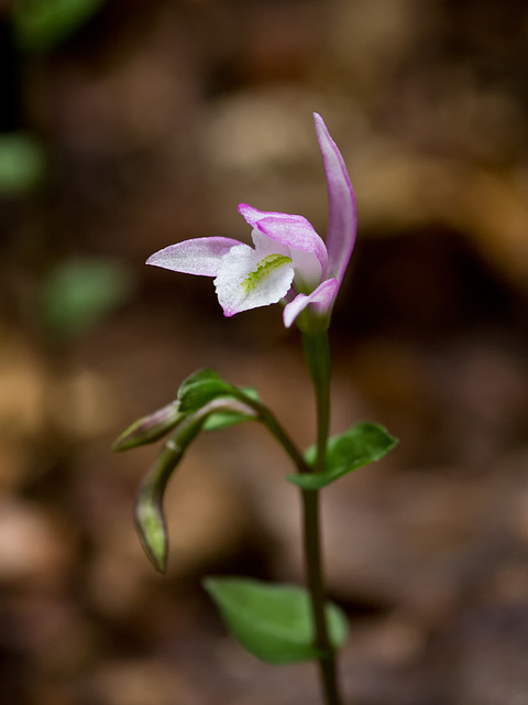 Triphora trianthophora (Three-birds orchid)