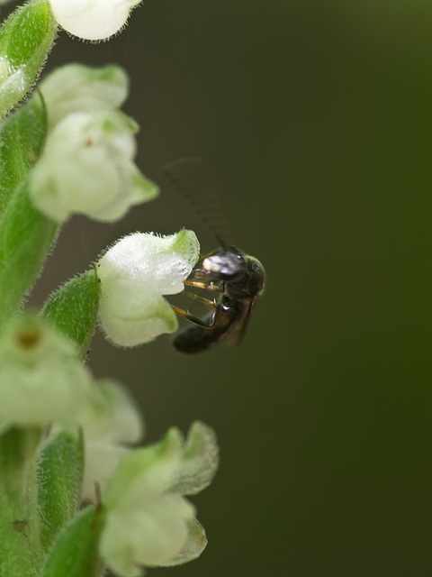 Goodyera pubescens (Downy Rattlesnake Plantain orchid) + possible pollinator