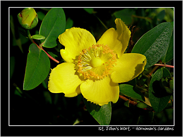 Horniman Gardens London - 11.10.2007.   St John's Wort