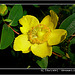 Horniman Gardens London - 11.10.2007.   St John's Wort