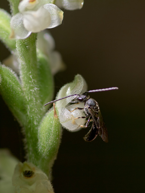 Goodyera pubescens (Downy Rattlesnake Plantain orchid) + possible pollinator