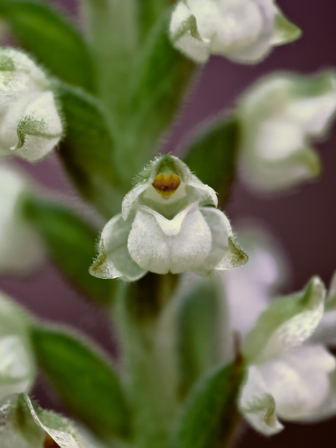 Goodyera pubescens (Downy Rattlesnake Plantain orchid)