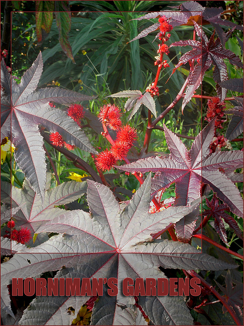 Horniman Gardens - Forest Hill - London -  11.10.07.